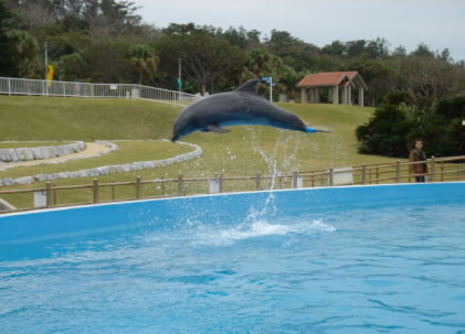 イルカ人工尾びれプロジェクト