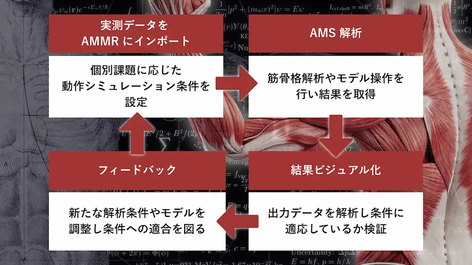 AnyBody Modeling Systemを用いた筋骨格シミュレーション解析のワークフロー図。実測データをAMMRにインポートし、AMS解析、結果のビジュアル化、フィードバックを経て動作条件の最適化を図る4ステップの循環プロセスを示す。